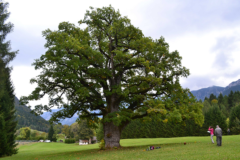 La_farnia_di_Malga_Costa_a_Borgovalsugana__Trento_