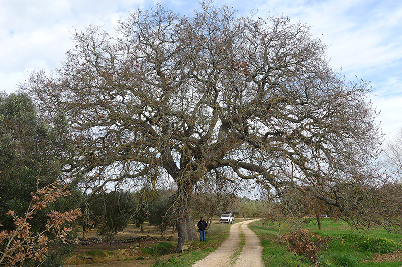 La_quercia_di_Dalechamp_di_Supersano__Lecce_